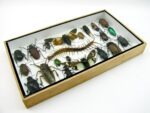 Echte exotische Insekten - Einzelstück - im 3D L-Schaukasten - Wandbild 3-A-L-51 – Bild 6
