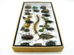 Echte exotische Insekten - Einzelstück - im 3D L-Schaukasten - Wandbild 3-A-L-51 – Bild 7
