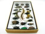 Echte exotische Insekten - Einzelstück - im 3D L-Schaukasten - Wandbild 3-A-L-51 – Bild 8