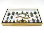 Echte exotische Insekten - Einzelstück - im 3D L-Schaukasten - Wandbild 3-A-L-51 – Bild 9