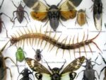 Echte exotische Insekten - Einzelstück - im 3D L-Schaukasten - Wandbild 3-A-L-51 – Bild 10