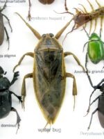 Echte exotische Insekten - Einzelstück - im 3D L-Schaukasten - Wandbild 3-A-L-51 – Bild 11