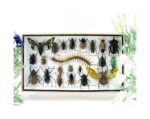 Echte exotische Insekten - Einzelstück - im 3D L-Schaukasten - Wandbild 4-A-L-52