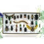 Echte exotische Insekten - Einzelstück - im 3D L-Schaukasten - Wandbild 4-A-L-52