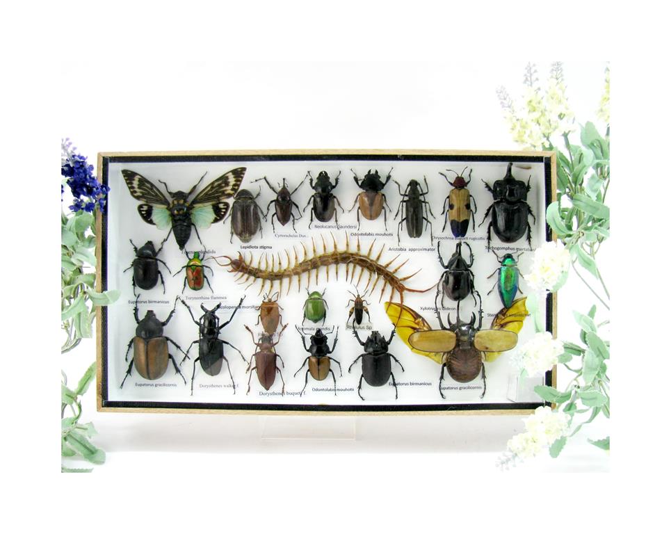 Wunderschöne, tropische und natürlich echte Insekten aus nachhaltiger Zucht im XL Schaukasten a-insekten-L-52-a