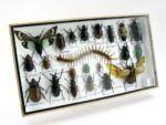 Echte exotische Insekten - Einzelstück - im 3D L-Schaukasten - Wandbild 4-A-L-52 – Bild 2