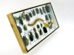 Echte exotische Insekten - Einzelstück - im 3D L-Schaukasten - Wandbild 4-A-L-52 – Bild 3