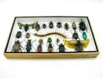 Echte exotische Insekten - Einzelstück - im 3D L-Schaukasten - Wandbild 4-A-L-52 – Bild 4
