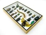 Echte exotische Insekten - Einzelstück - im 3D L-Schaukasten - Wandbild 4-A-L-52 – Bild 5