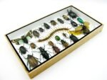 Echte exotische Insekten - Einzelstück - im 3D L-Schaukasten - Wandbild 4-A-L-52 – Bild 6