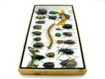 Echte exotische Insekten - Einzelstück - im 3D L-Schaukasten - Wandbild 4-A-L-52 – Bild 7
