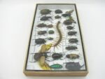 Echte exotische Insekten - Einzelstück - im 3D L-Schaukasten - Wandbild 4-A-L-52 – Bild 8