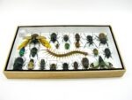 Echte exotische Insekten - Einzelstück - im 3D L-Schaukasten - Wandbild 4-A-L-52 – Bild 9