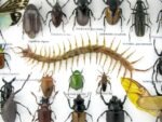 Echte exotische Insekten - Einzelstück - im 3D L-Schaukasten - Wandbild 4-A-L-52 – Bild 10