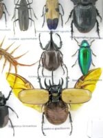 Echte exotische Insekten - Einzelstück - im 3D L-Schaukasten - Wandbild 4-A-L-52 – Bild 11