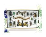 Echte exotische Insekten - Einzelstück - im 3D L-Schaukasten - Wandbild 2-A-L-53
