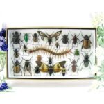 Echte exotische Insekten - Einzelstück - im 3D L-Schaukasten - Wandbild 2-A-L-53