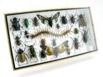 Echte exotische Insekten - Einzelstück - im 3D L-Schaukasten - Wandbild 2-A-L-53 – Bild 2