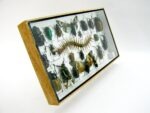 Echte exotische Insekten - Einzelstück - im 3D L-Schaukasten - Wandbild 2-A-L-53 – Bild 3