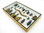 Echte exotische Insekten - Einzelstück - im 3D L-Schaukasten - Wandbild 2-A-L-53 – Bild 5