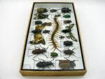 Echte exotische Insekten - Einzelstück - im 3D L-Schaukasten - Wandbild 2-A-L-53 – Bild 8