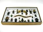 Echte exotische Insekten - Einzelstück - im 3D L-Schaukasten - Wandbild 2-A-L-53 – Bild 9