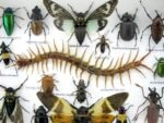Echte exotische Insekten - Einzelstück - im 3D L-Schaukasten - Wandbild 2-A-L-53 – Bild 10
