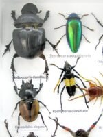 Echte exotische Insekten - Einzelstück - im 3D L-Schaukasten - Wandbild 2-A-L-53 – Bild 11