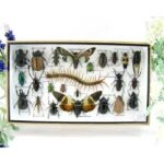 Echte exotische Insekten - Einzelstück - im 3D L-Schaukasten - Wandbild 8-A-L-54