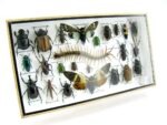 Echte exotische Insekten - Einzelstück - im 3D L-Schaukasten - Wandbild 8-A-L-54 – Bild 2