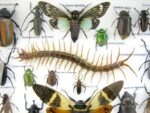 Echte exotische Insekten - Einzelstück - im 3D L-Schaukasten - Wandbild 8-A-L-54 – Bild 10