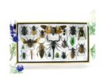 Echte exotische Insekten - Einzelstück - im 3D L-Schaukasten - Wandbild 5-A-L-55