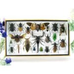 Echte exotische Insekten - Einzelstück - im 3D L-Schaukasten - Wandbild 5-A-L-55
