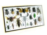 Echte exotische Insekten - Einzelstück - im 3D L-Schaukasten - Wandbild 5-A-L-55 – Bild 2