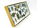 Echte exotische Insekten - Einzelstück - im 3D L-Schaukasten - Wandbild 5-A-L-55 – Bild 3