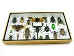 Echte exotische Insekten - Einzelstück - im 3D L-Schaukasten - Wandbild 5-A-L-55 – Bild 4