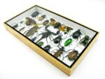 Echte exotische Insekten - Einzelstück - im 3D L-Schaukasten - Wandbild 5-A-L-55 – Bild 5