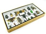 Echte exotische Insekten - Einzelstück - im 3D L-Schaukasten - Wandbild 5-A-L-55 – Bild 6