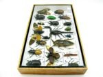 Echte exotische Insekten - Einzelstück - im 3D L-Schaukasten - Wandbild 5-A-L-55 – Bild 7