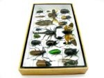 Echte exotische Insekten - Einzelstück - im 3D L-Schaukasten - Wandbild 5-A-L-55 – Bild 8