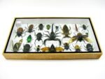 Echte exotische Insekten - Einzelstück - im 3D L-Schaukasten - Wandbild 5-A-L-55 – Bild 9