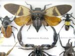 Echte exotische Insekten - Einzelstück - im 3D L-Schaukasten - Wandbild 5-A-L-55 – Bild 10