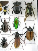 Echte exotische Insekten - Einzelstück - im 3D L-Schaukasten - Wandbild 5-A-L-55 – Bild 11