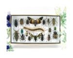 Echte exotische Insekten - Einzelstück - im 3D L-Schaukasten - Wandbild 7-A-L-56
