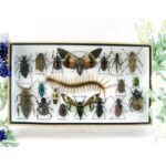 Echte exotische Insekten - Einzelstück - im 3D L-Schaukasten - Wandbild 7-A-L-56