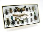 Echte exotische Insekten - Einzelstück - im 3D L-Schaukasten - Wandbild 7-A-L-56 – Bild 2