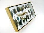Echte exotische Insekten - Einzelstück - im 3D L-Schaukasten - Wandbild 7-A-L-56 – Bild 3