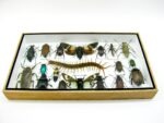 Echte exotische Insekten - Einzelstück - im 3D L-Schaukasten - Wandbild 7-A-L-56 – Bild 4