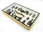 Echte exotische Insekten - Einzelstück - im 3D L-Schaukasten - Wandbild 7-A-L-56 – Bild 5