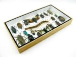 Echte exotische Insekten - Einzelstück - im 3D L-Schaukasten - Wandbild 7-A-L-56 – Bild 6